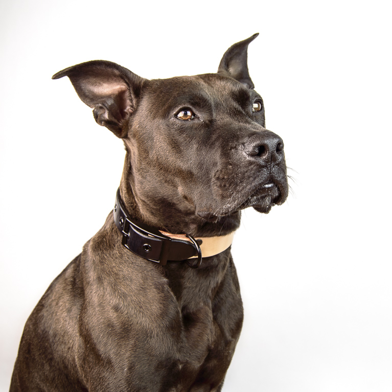 Duotone Dog Collar in Black | Cord Shoes and Boots | Made in the USA