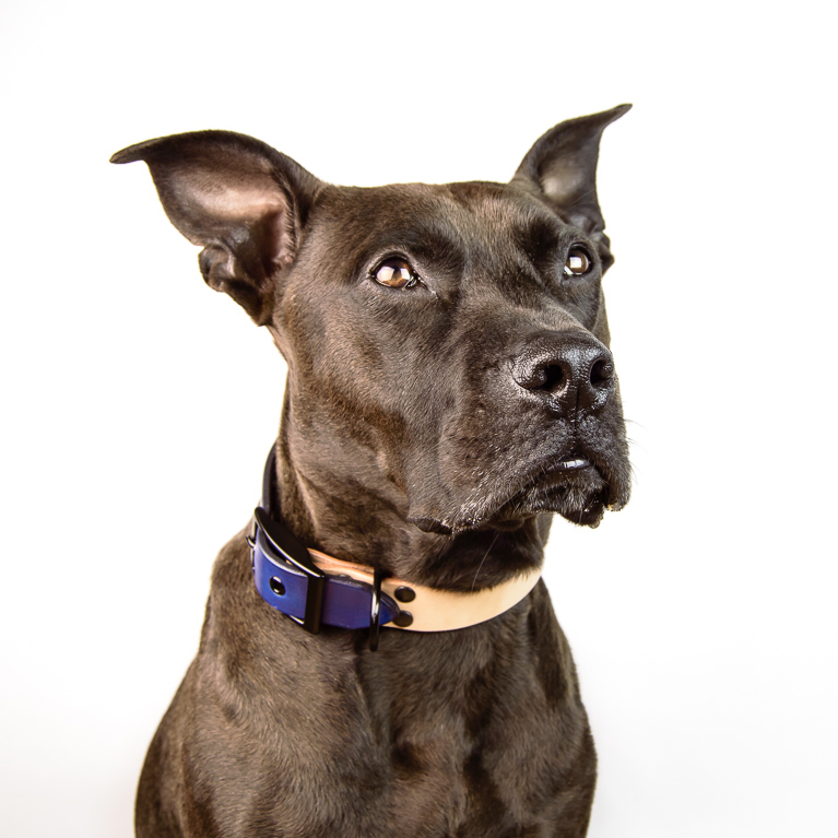 Duotone Dog Collar in Blue | Cord Shoes and Boots | Made in the USA