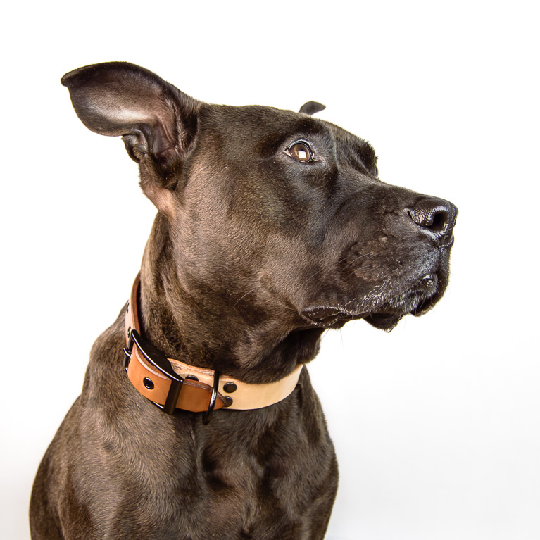Duotone Dog Collar in Brown | Cord Shoes and Boots | Made in the USA