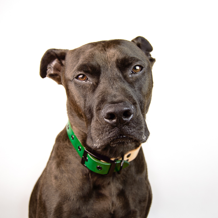 Duotone Dog Collar in Green | Cord Shoes and Boots | Made in the USA